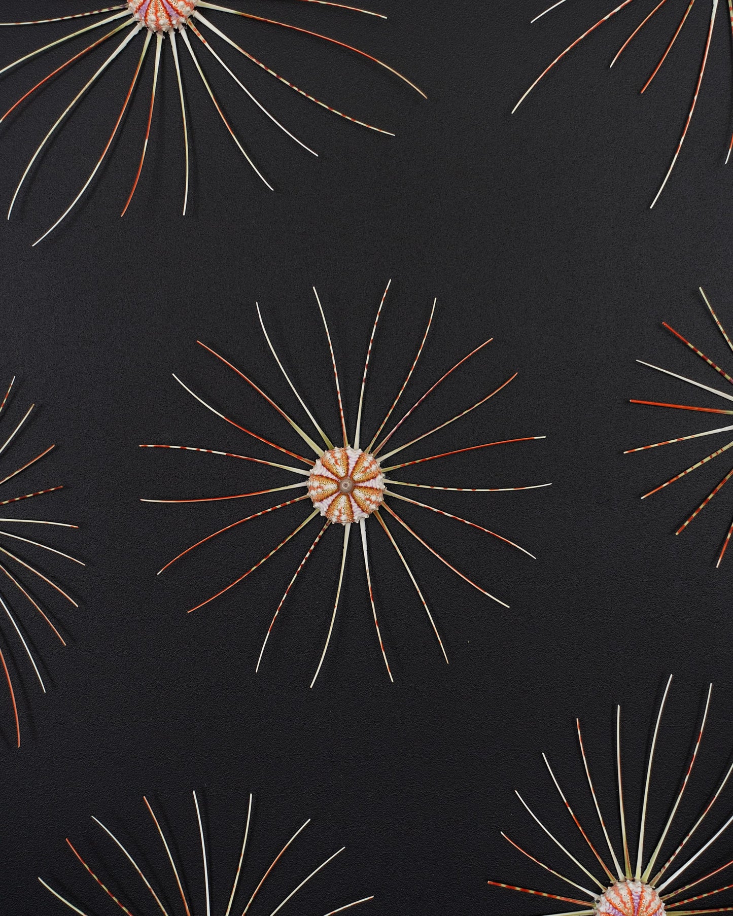 Big Bang | | Shellman | Amsterdam | Natural art from sea and beach