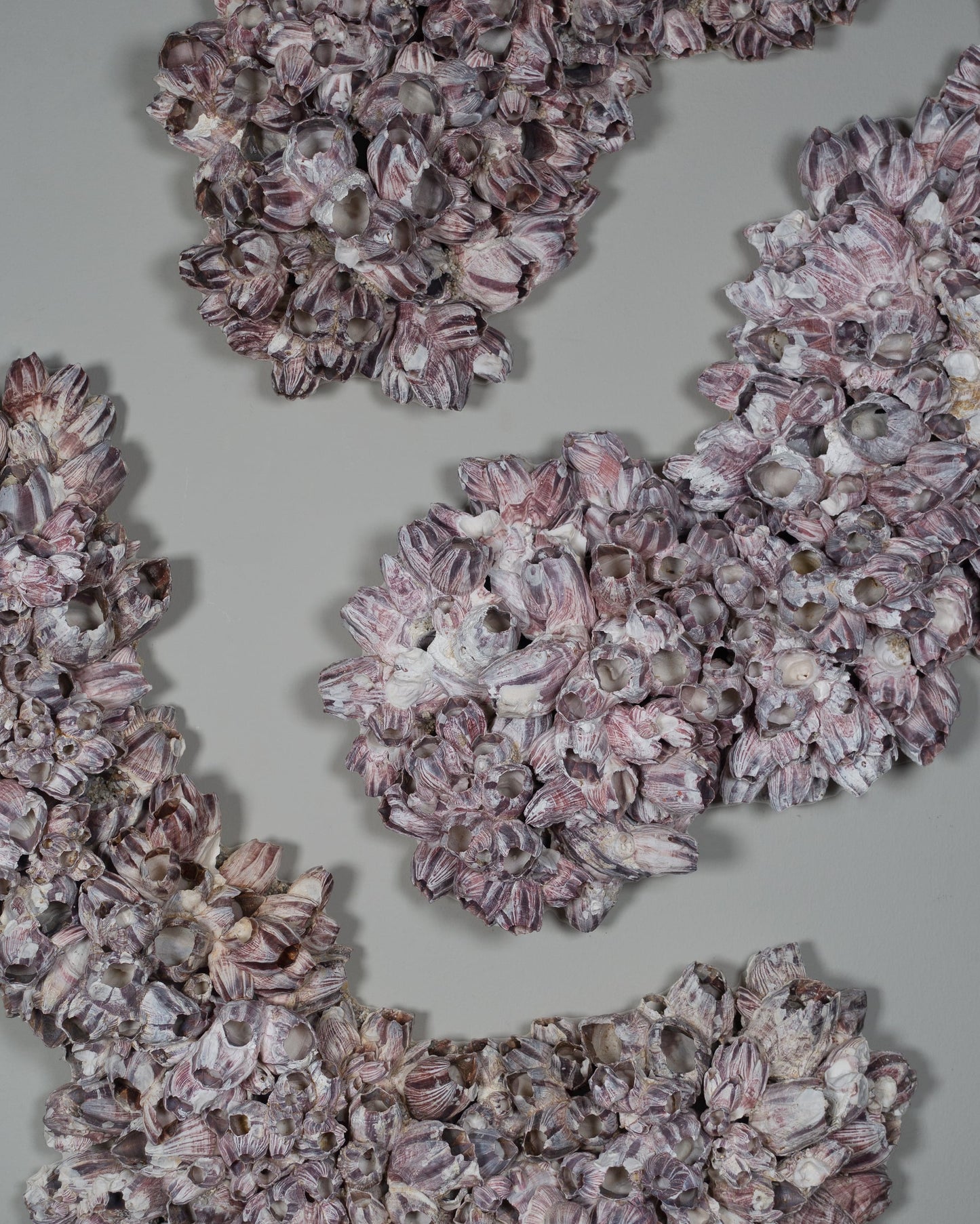 Triple, No touch | Shellman | Amsterdam | Natural art from sea and beach