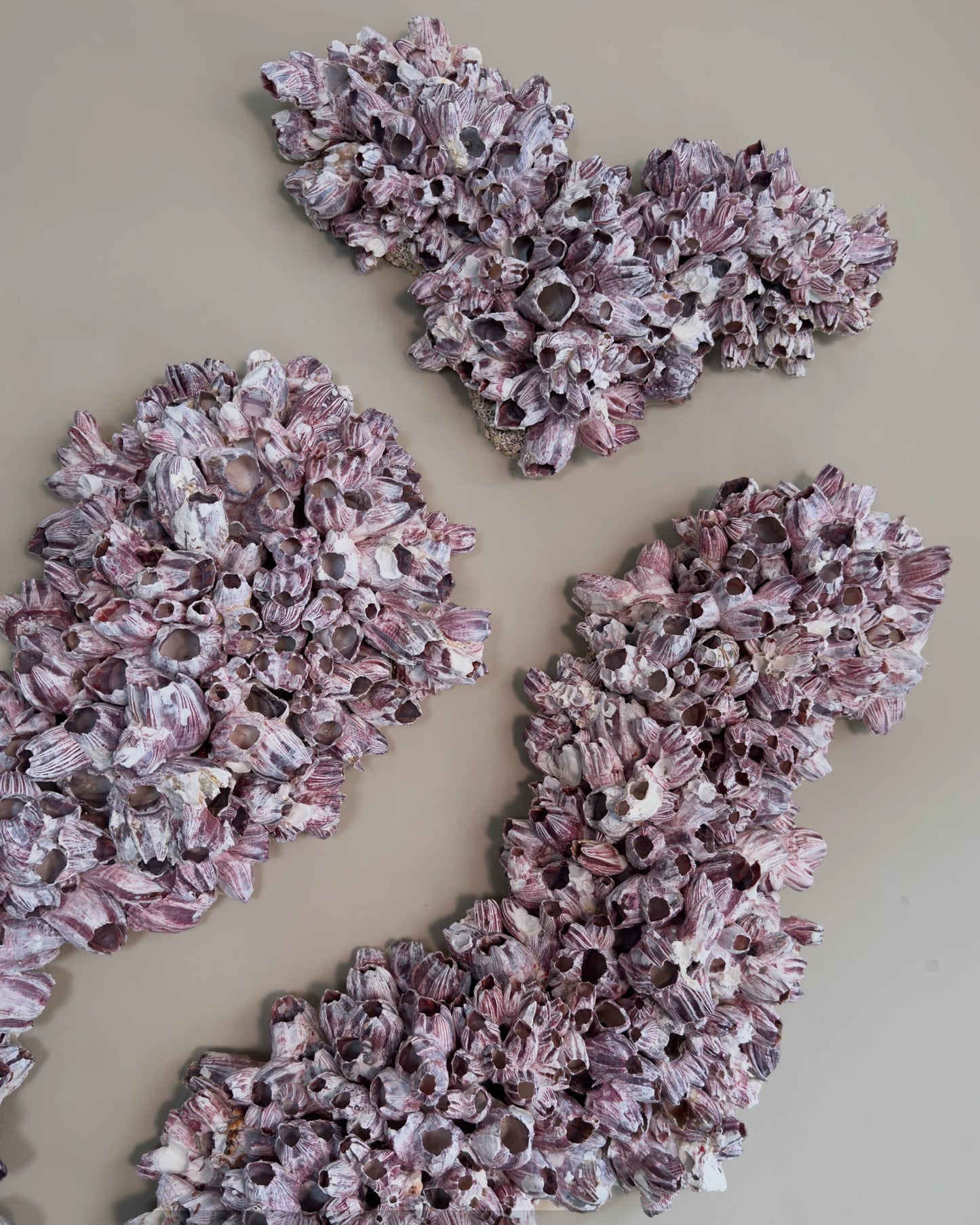 BARNACLE TRIPTYCH | Wall decoration, 1 of 1 | Shellman | Amsterdam | Natural art from sea and beach