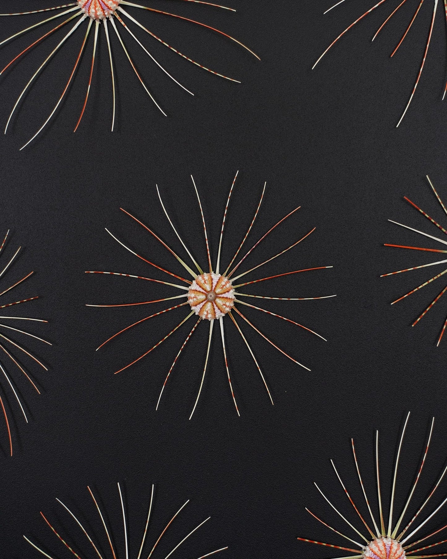 BIG BANG | Sea urchins, 1 of 1 | Shellman | Amsterdam | Natural art from sea and beach