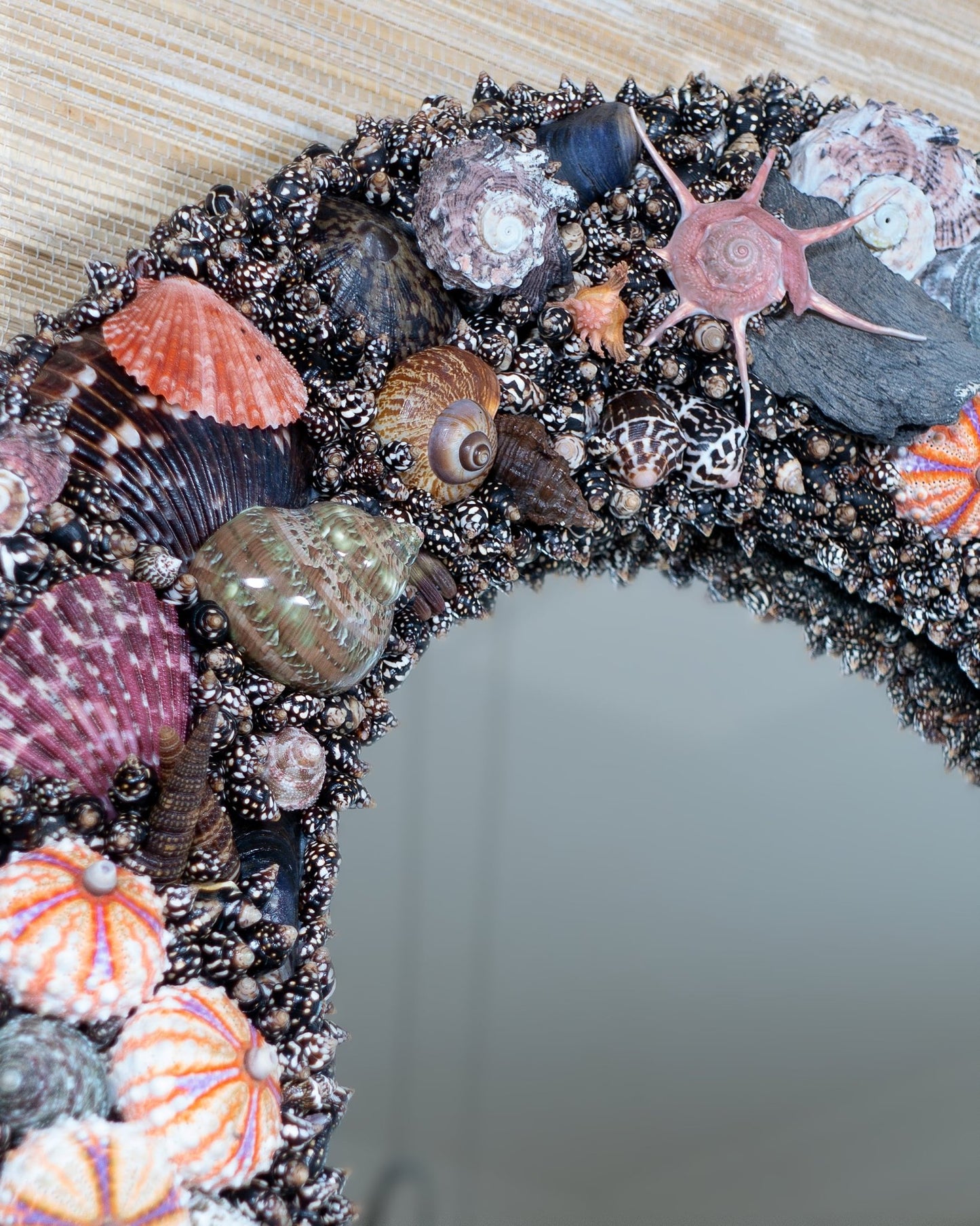 Black Panther | | Shellman | Amsterdam | Natural art from sea and beach