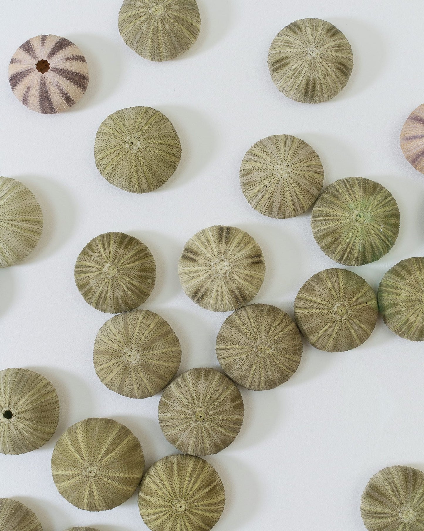 CENTER STAGE | Wall decoration, 1 of 1 | Shellman | Amsterdam | Natural art from sea and beach