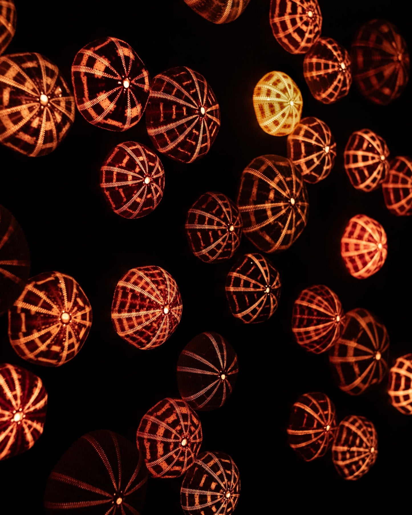 Luminous No. 12 | Light / Wall Decoration, 1 of 1 | Shellman | Amsterdam | Natural art from sea and beach