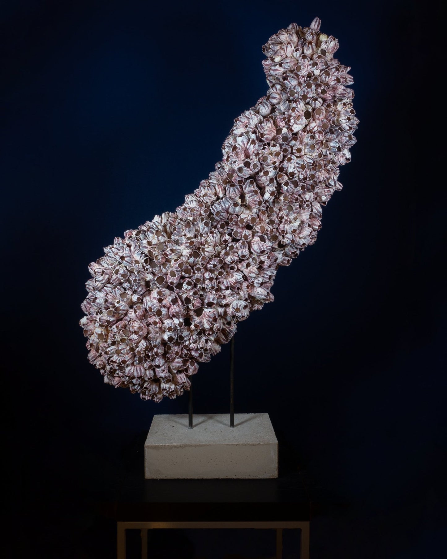 Morning Glory | | Shellman | Amsterdam | Natural art from sea and beach