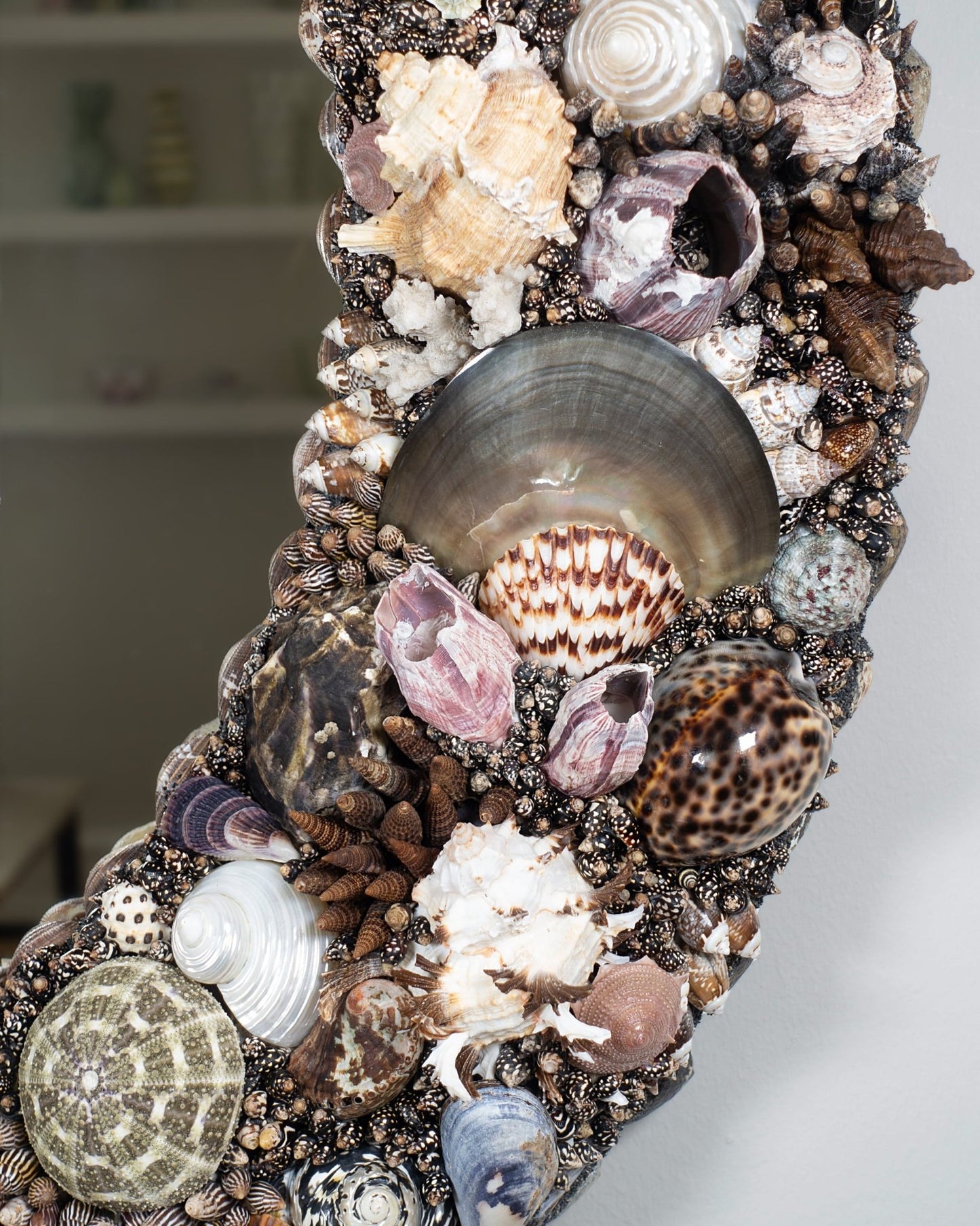 Nebula | | Shellman | Amsterdam | Natural art from sea and beach