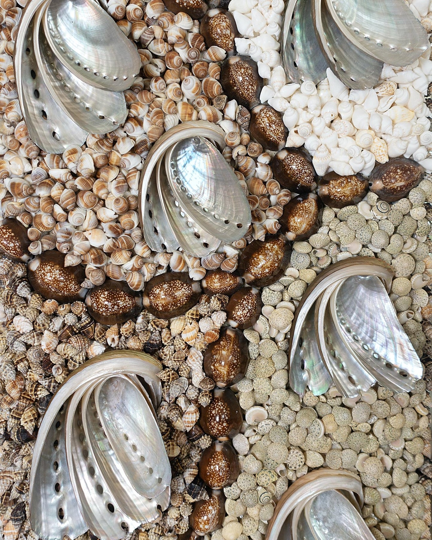 SHADOW MONSTER | Shell mirror, 1 of 1 | Shellman | Amsterdam | Natural art from sea and beach