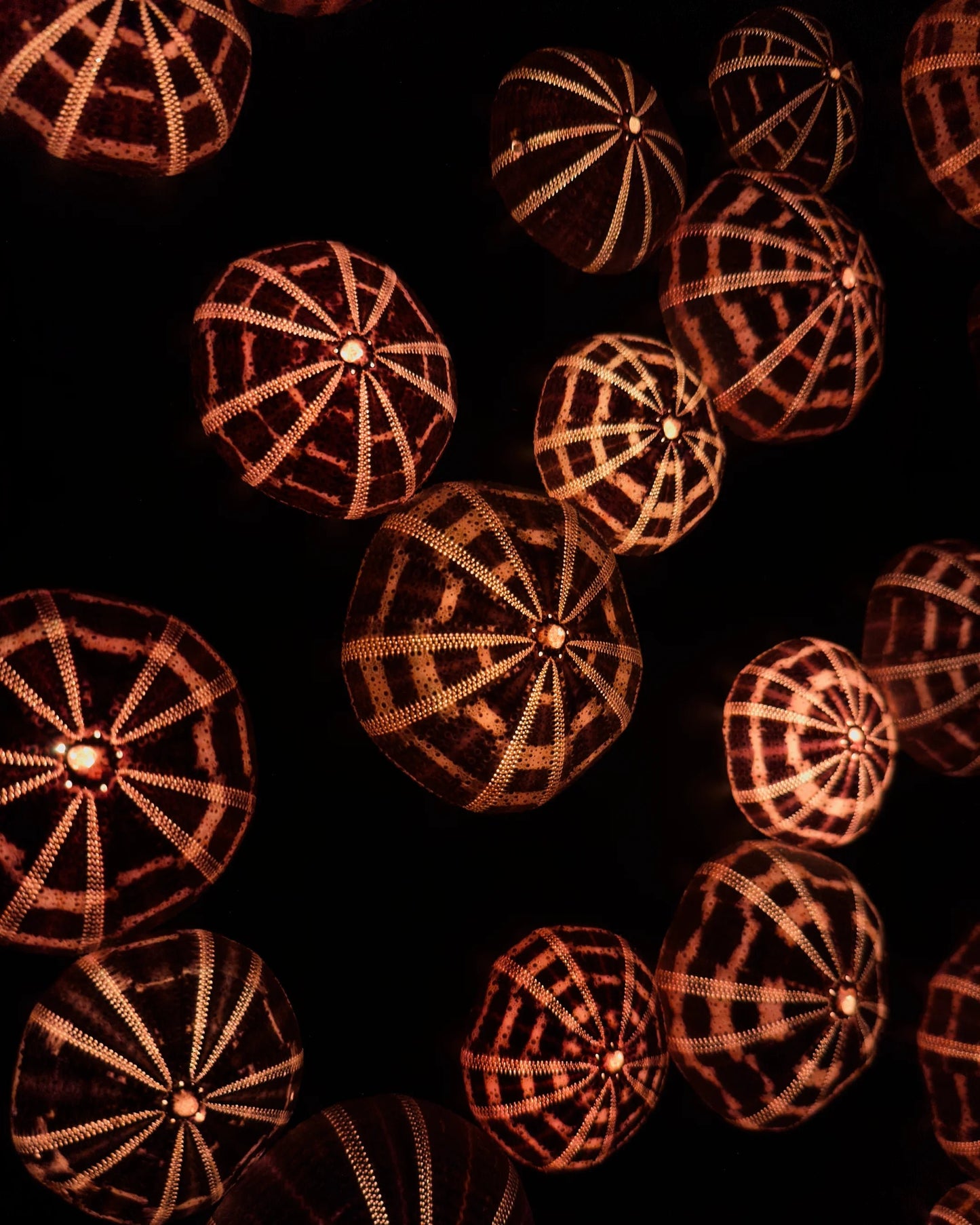 The One & The Other One | | Shellman | Amsterdam | Natural art from sea and beach