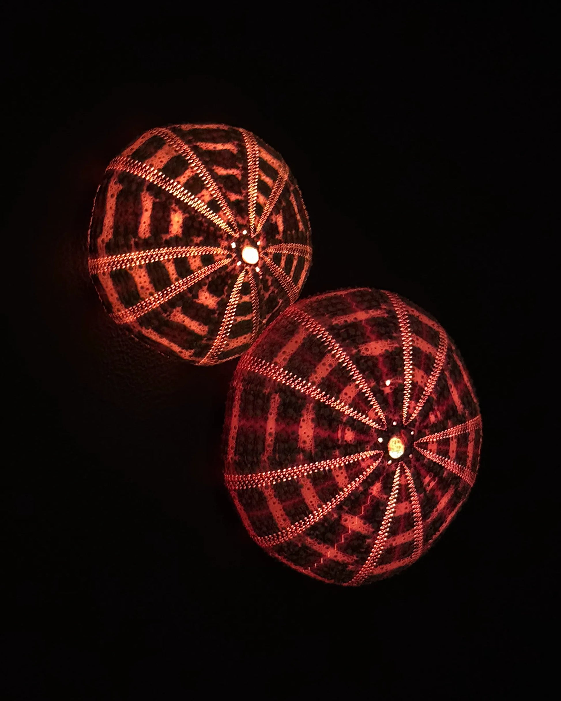 Luminous No. 9 by night