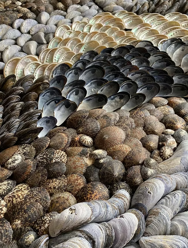 Collection of various shells and pebbles arranged in a pattern