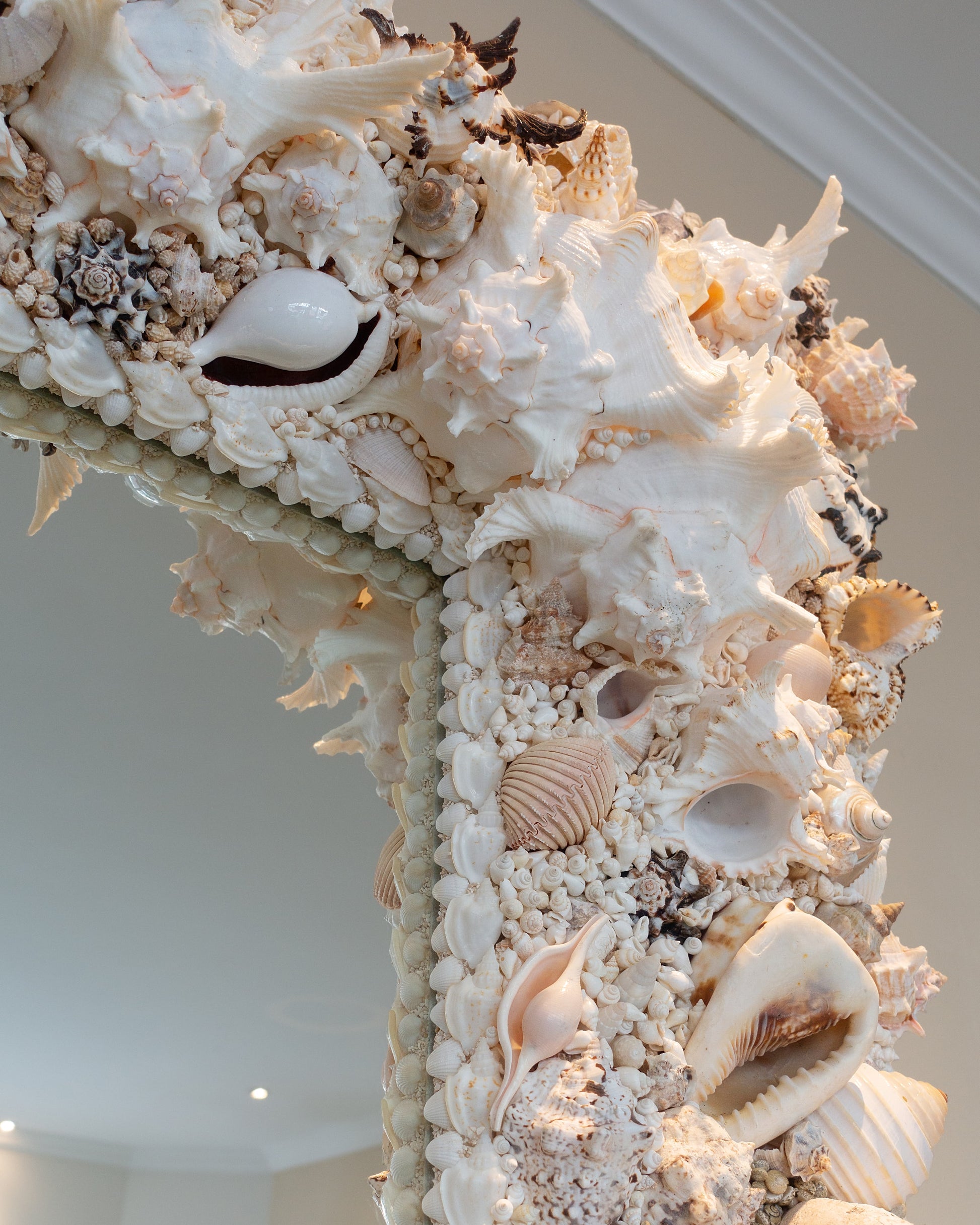 Murex | Shellman | Amsterdam | Natural art from sea and beach