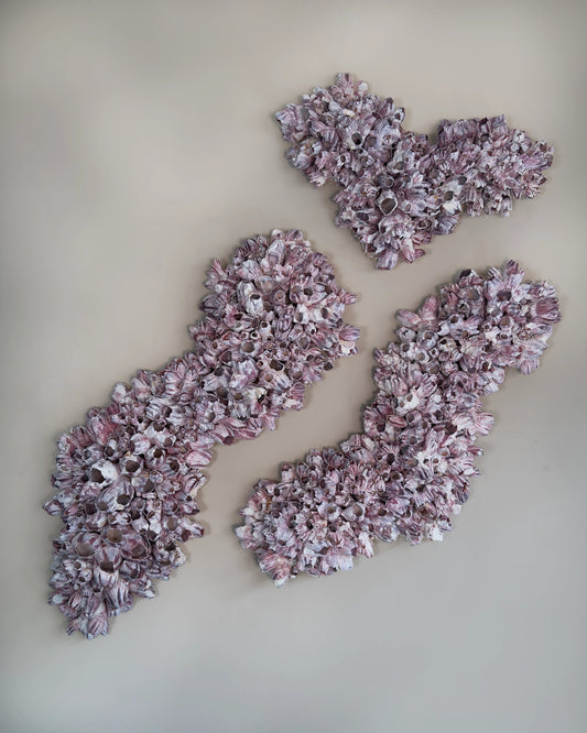 BARNACLE TRIPTYCH | Wall decoration, 1 of 1 | Shellman | Amsterdam | Natural art from sea and beach