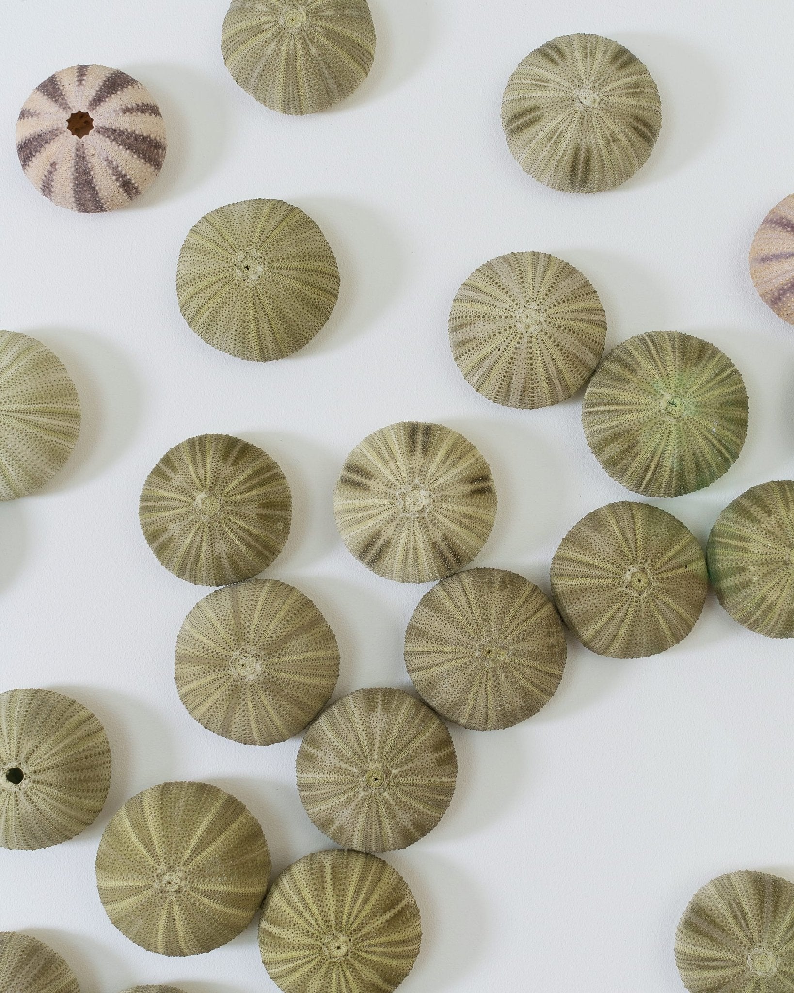 CENTER STAGE | Wall decoration, 1 of 1 | Shellman | Amsterdam | Natural art from sea and beach