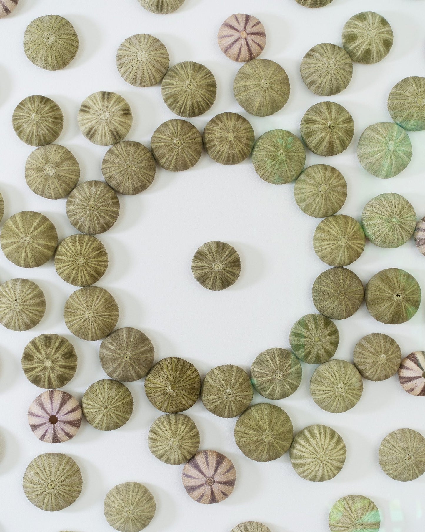 CENTER STAGE | Wall decoration, 1 of 1 | Shellman | Amsterdam | Natural art from sea and beach