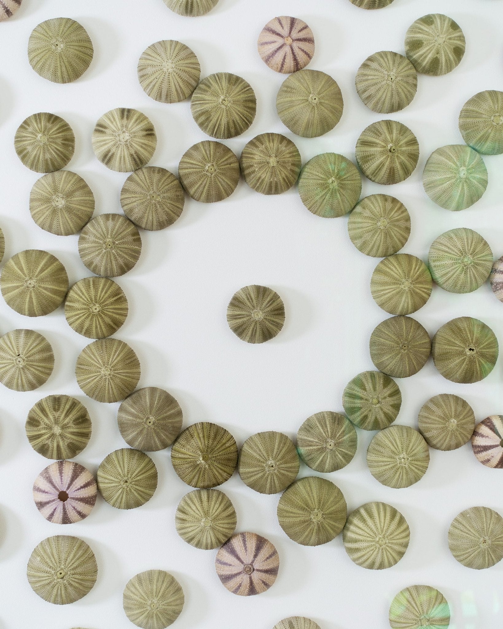 CENTER STAGE | Wall decoration, 1 of 1 | Shellman | Amsterdam | Natural art from sea and beach