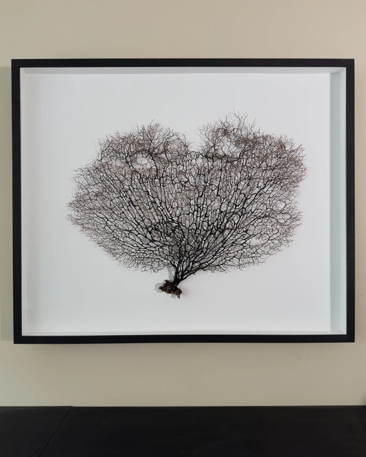 FAN OF SHELLMAN | Wall decoration, 1 of 1 | Shellman | Amsterdam | Natural art from sea and beach