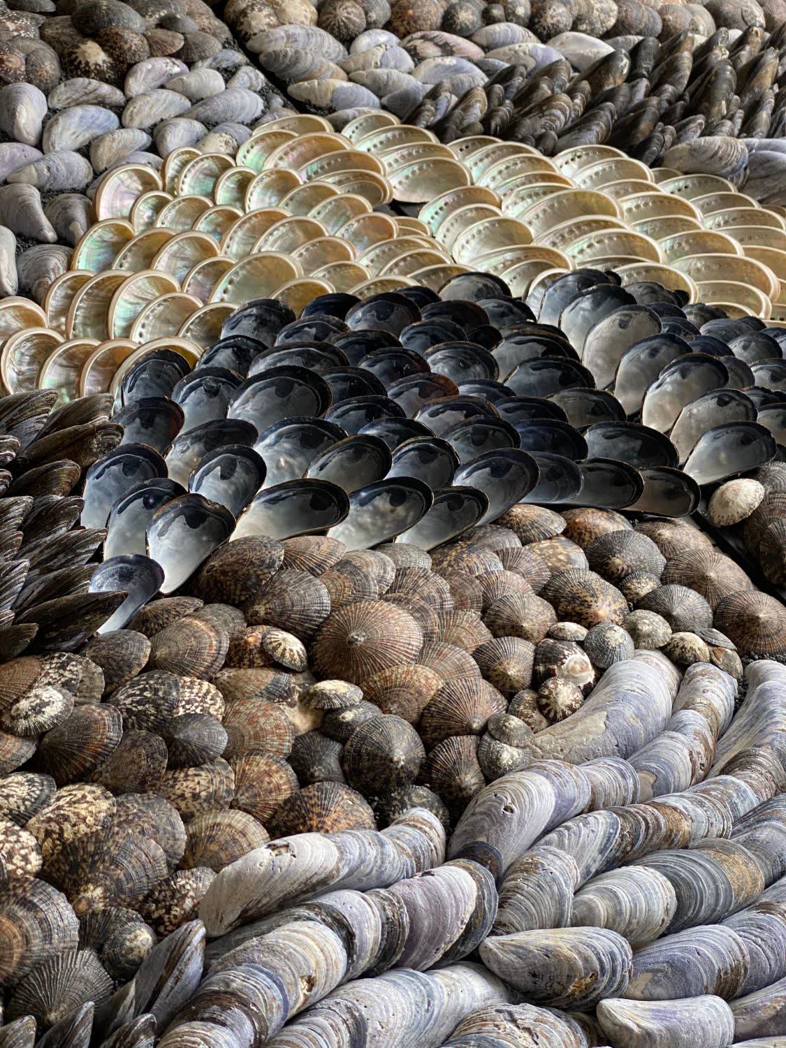 Detail of the shell flow: abalone, blue mussels and limpets laid in curving bands