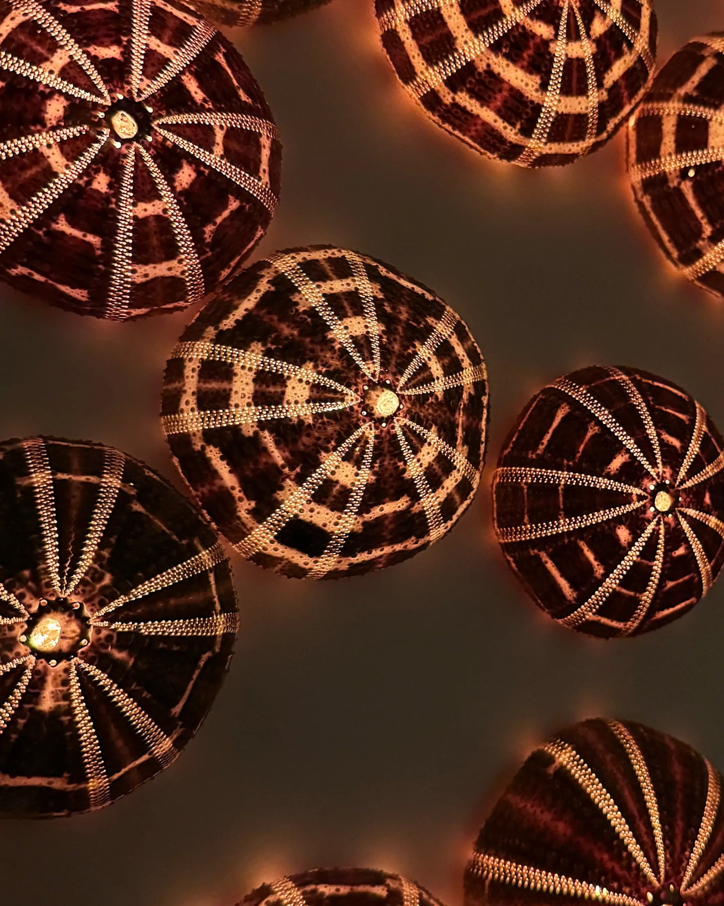 LUMINOUS NO.3 | Light / Wall Decoration, 1 of 1 | Shellman | Amsterdam | Natural art from sea and beach