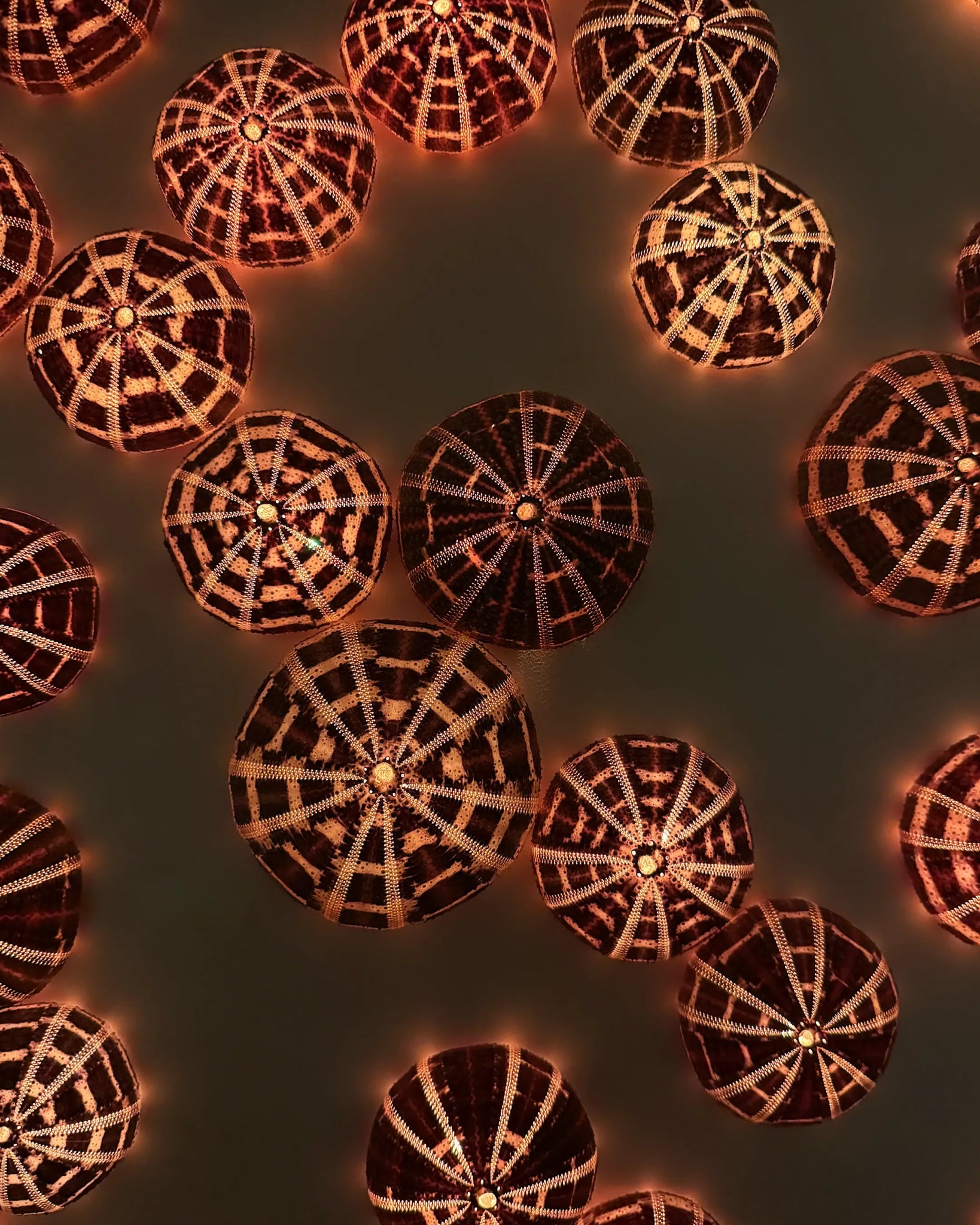 LUMINOUS NO.3 | Light / Wall Decoration, 1 of 1 | Shellman | Amsterdam | Natural art from sea and beach