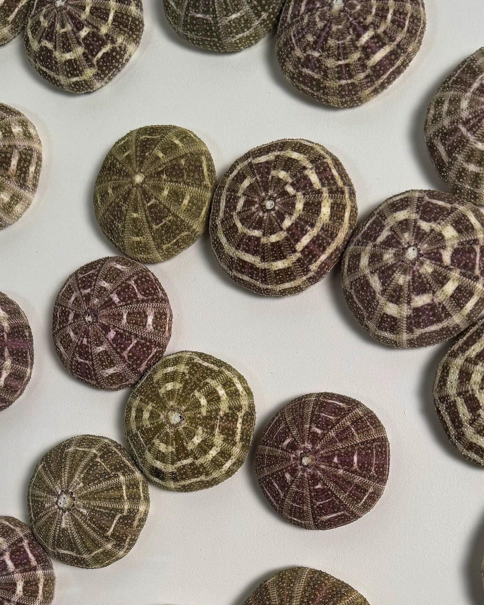 LUMINOUS NO.3 | Light / Wall Decoration, 1 of 1 | Shellman | Amsterdam | Natural art from sea and beach