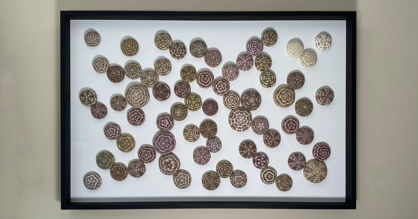 LUMINOUS NO.3 | Light / Wall Decoration, 1 of 1 | Shellman | Amsterdam | Natural art from sea and beach