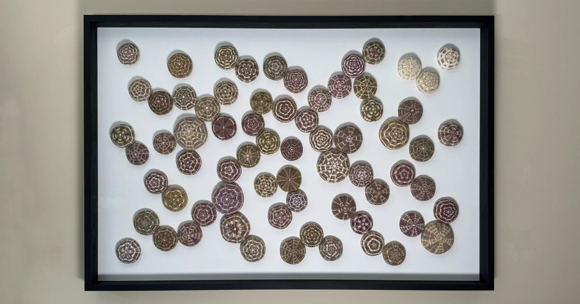 LUMINOUS NO.3 | Light / Wall Decoration, 1 of 1 | Shellman | Amsterdam | Natural art from sea and beach