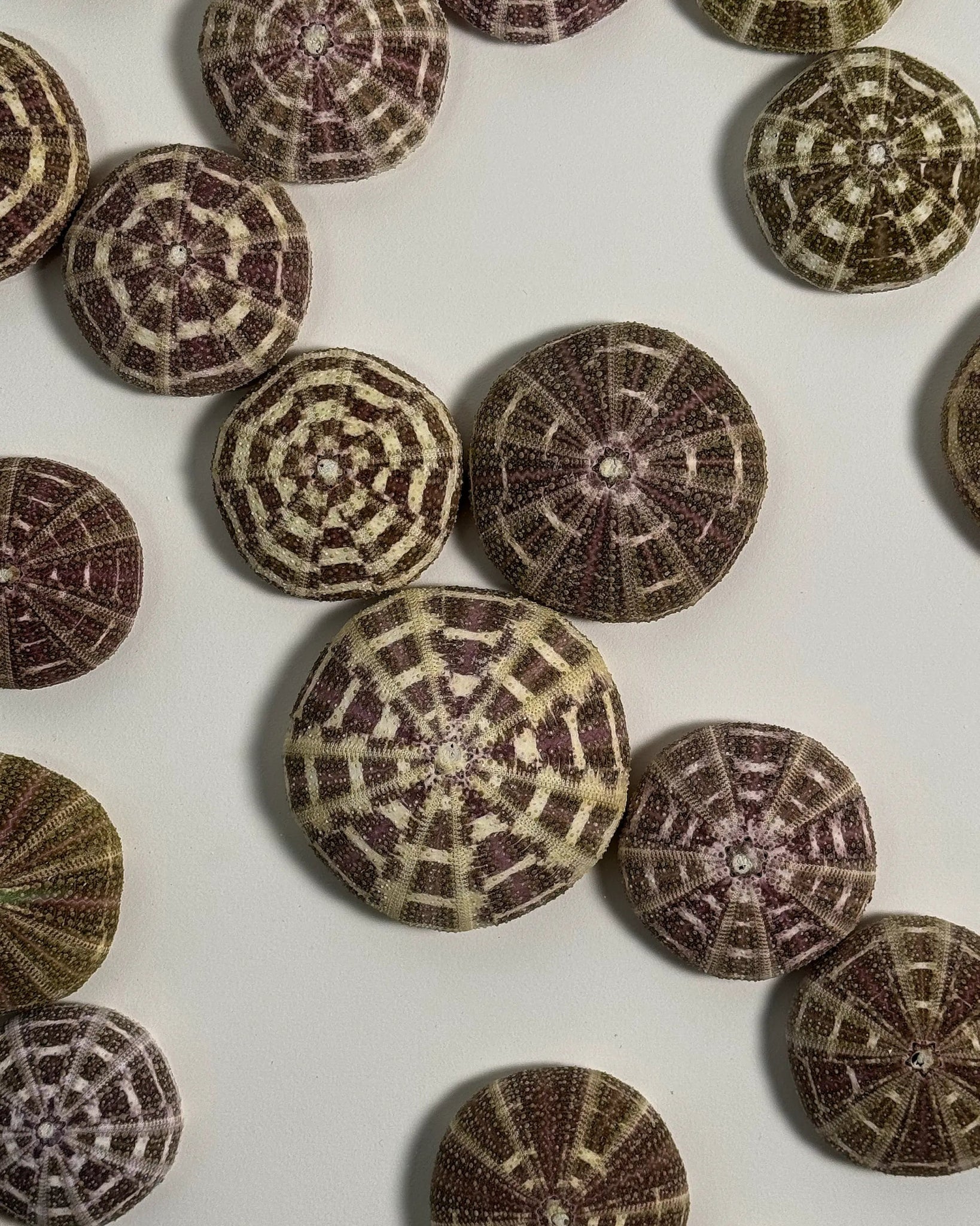 LUMINOUS NO.3 | Light / Wall Decoration, 1 of 1 | Shellman | Amsterdam | Natural art from sea and beach