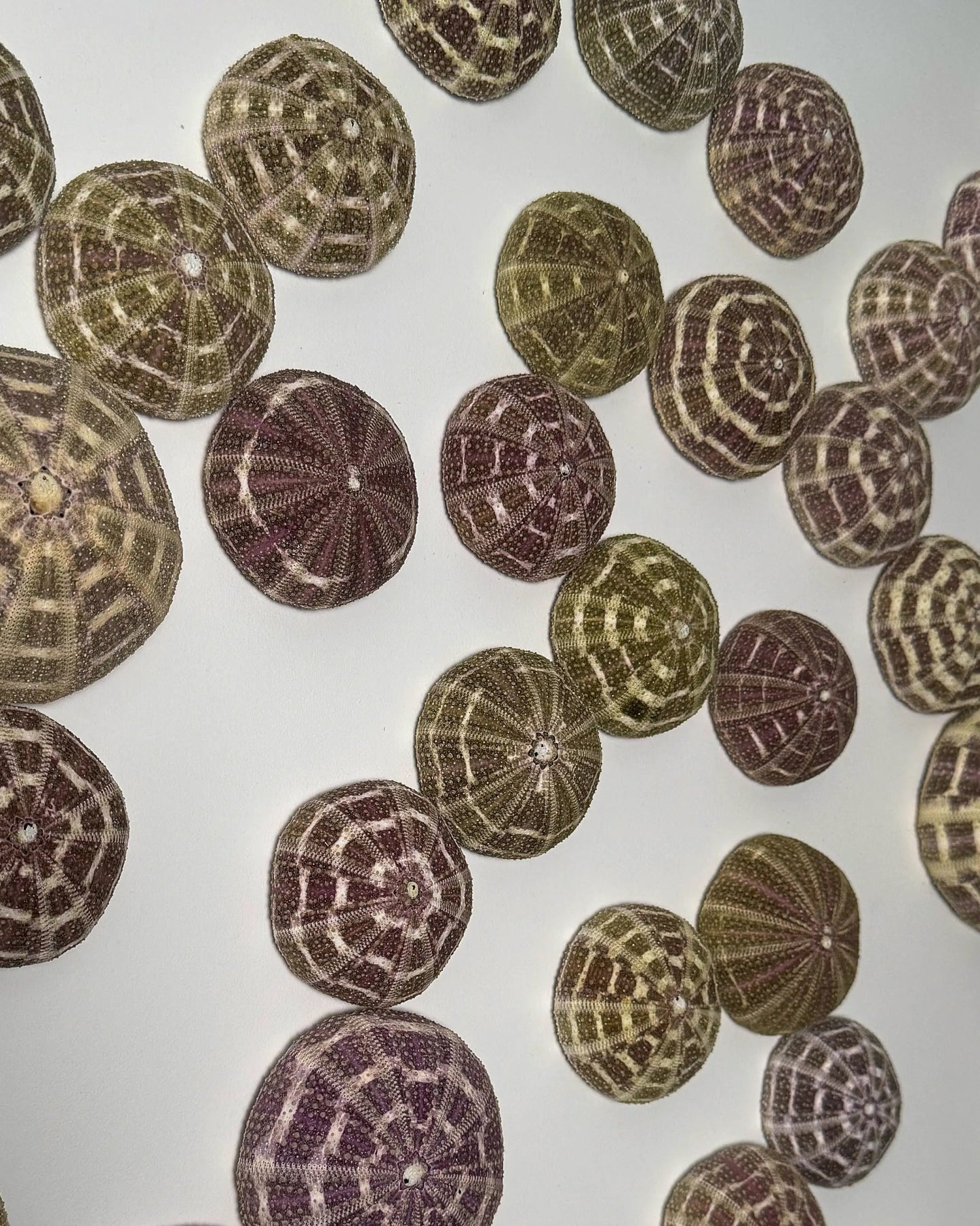 LUMINOUS NO.3 | Light / Wall Decoration, 1 of 1 | Shellman | Amsterdam | Natural art from sea and beach