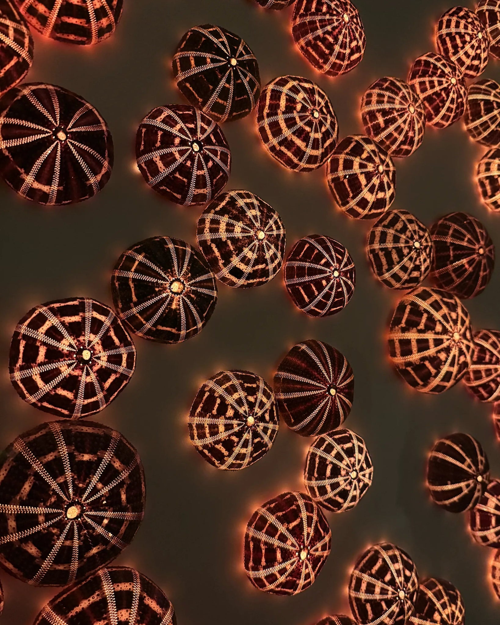 LUMINOUS NO.3 | Light / Wall Decoration, 1 of 1 | Shellman | Amsterdam | Natural art from sea and beach