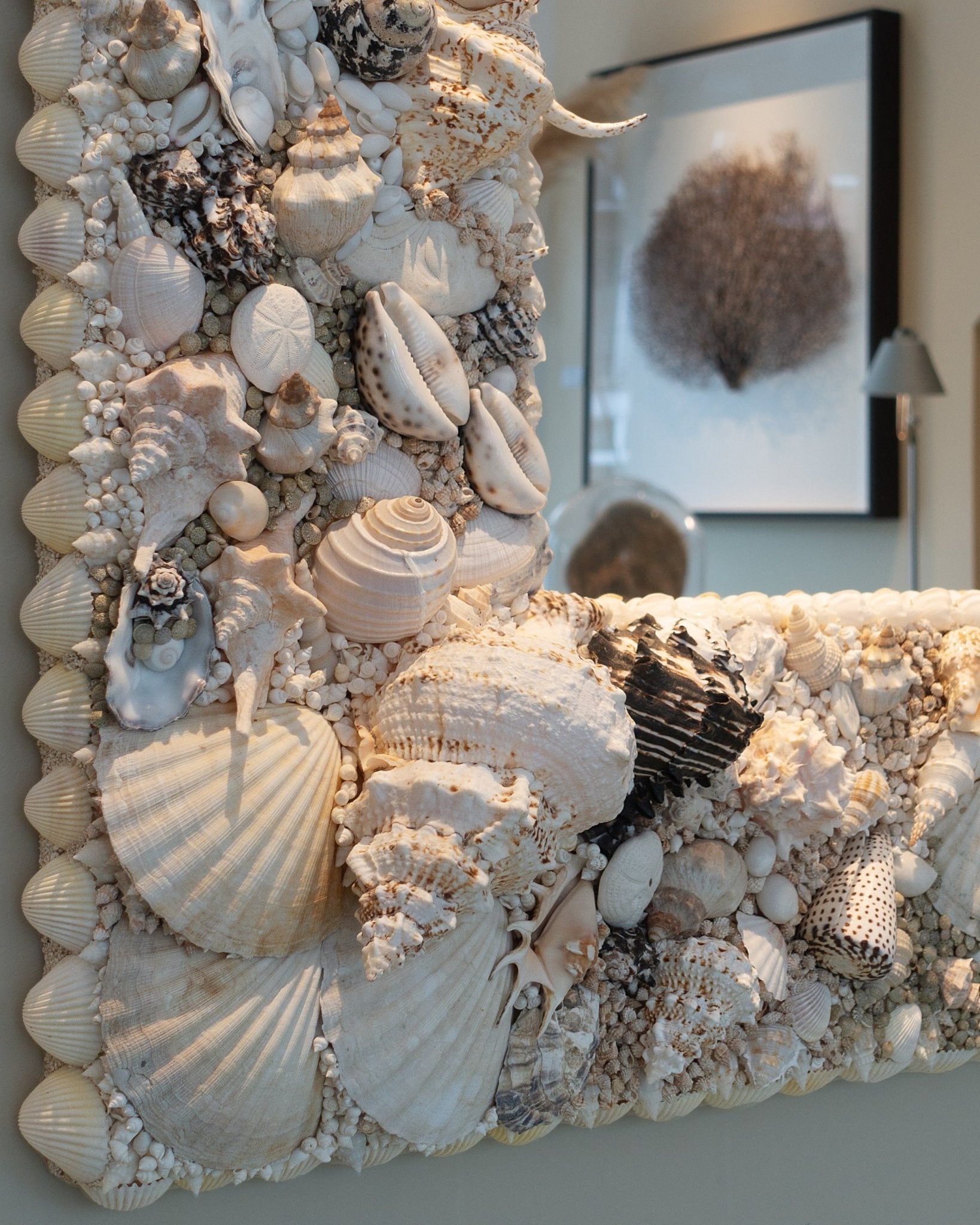 Murex | Shellman | Amsterdam | Natural art from sea and beach
