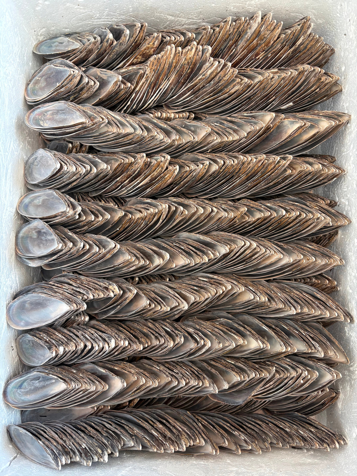Spare mussel shells sorted and packed in a box