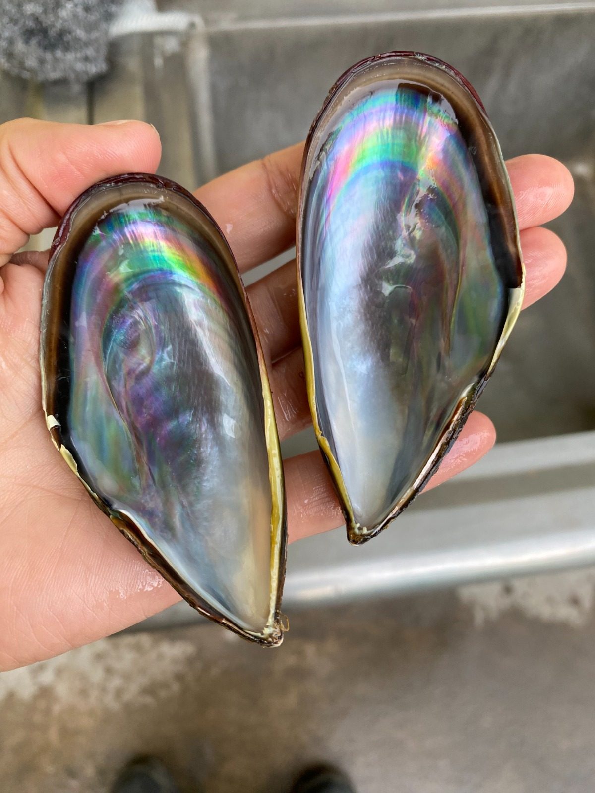 Two halves of a mussel shell held in a hand, showing the iridescent inside