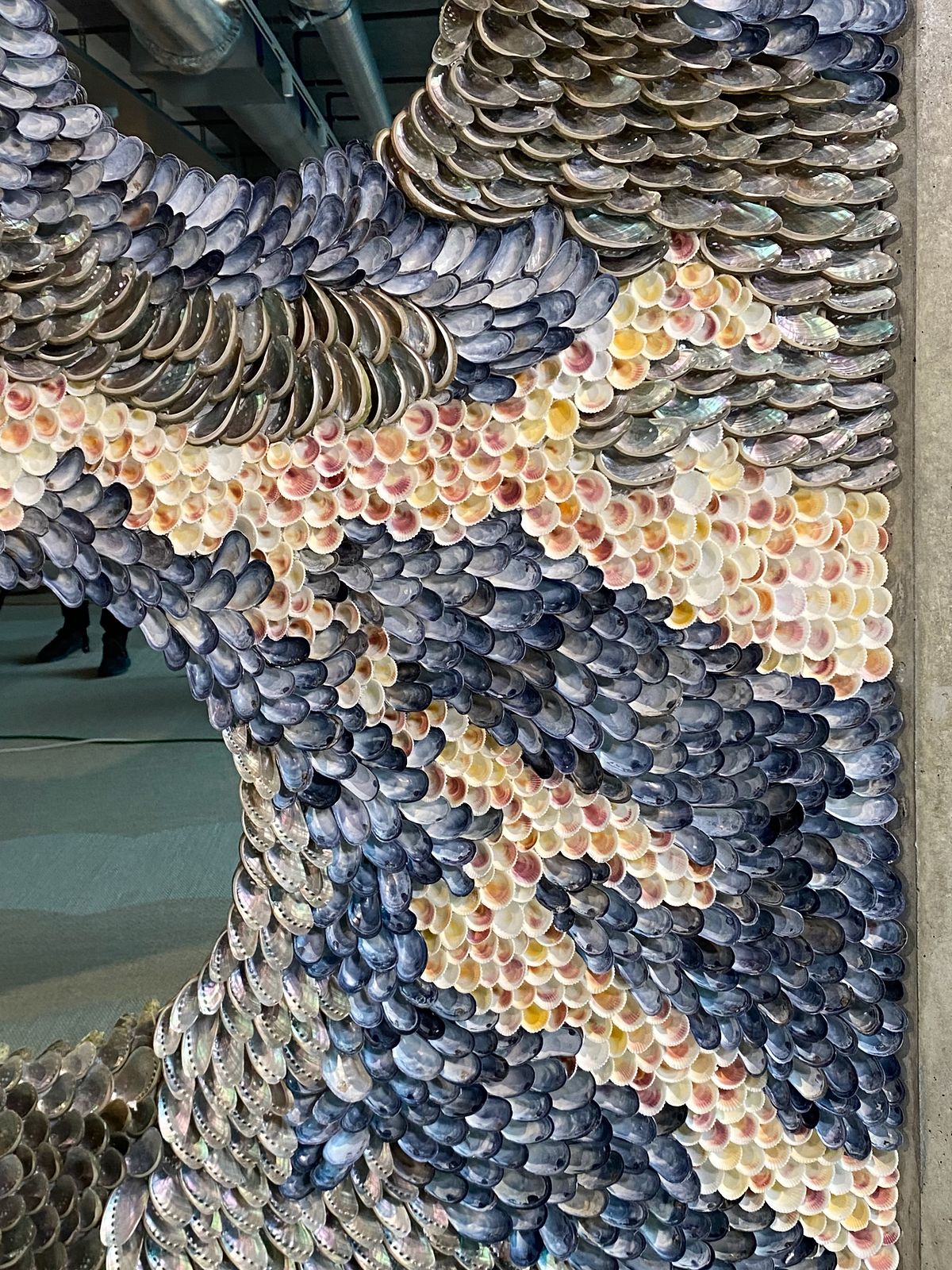 Close-up of The Flow: bands of blue mussels, cockles and abalone