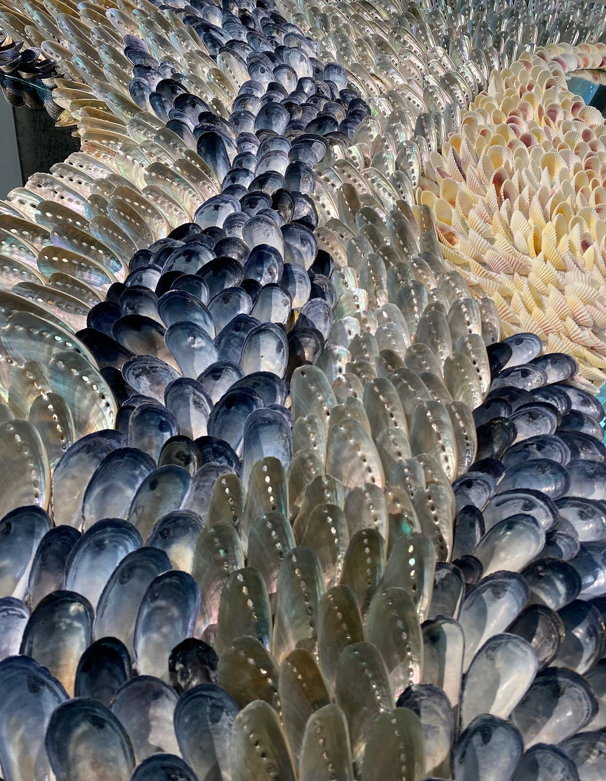 Close-up of abalone and blue mussel shells on The Flow